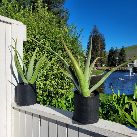 Aloe Vera Starter Plant Outdoor Indoor Home Grown Nature's Miracle Healing Gel - Picture 3 of 13